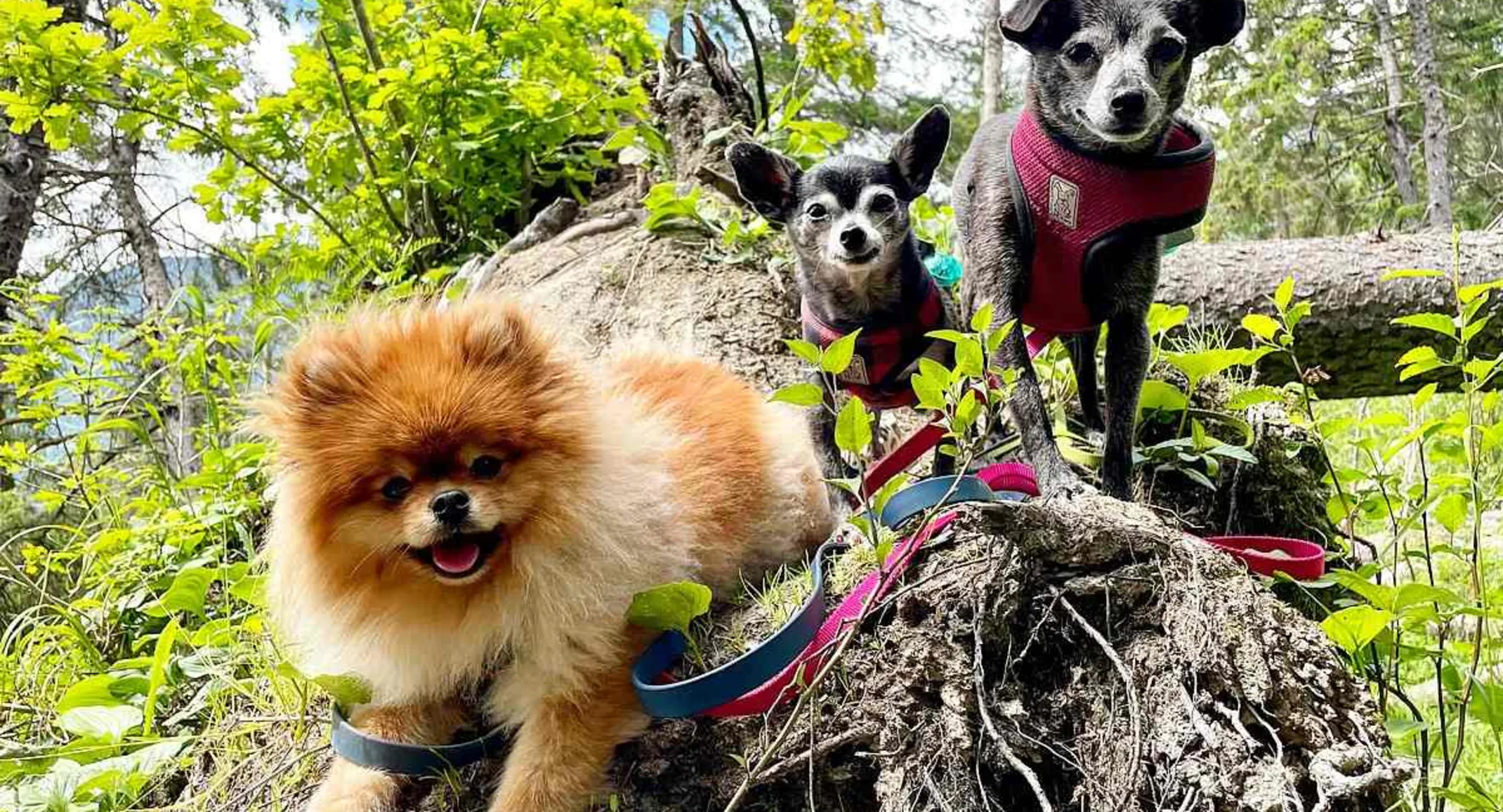 Three dogs outdoors.